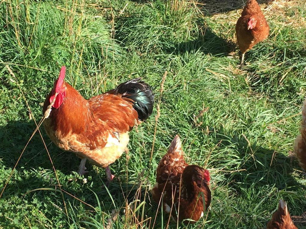 Ferienhof Weber Nieratz Wangen im Allgäu Εξωτερικό φωτογραφία
